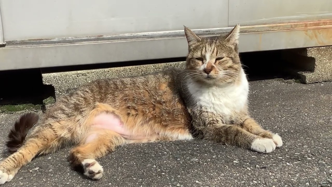 【博多ｰ住吉猫さん】　リラックスした猫さんを見てると癒されます　キジ白猫さん