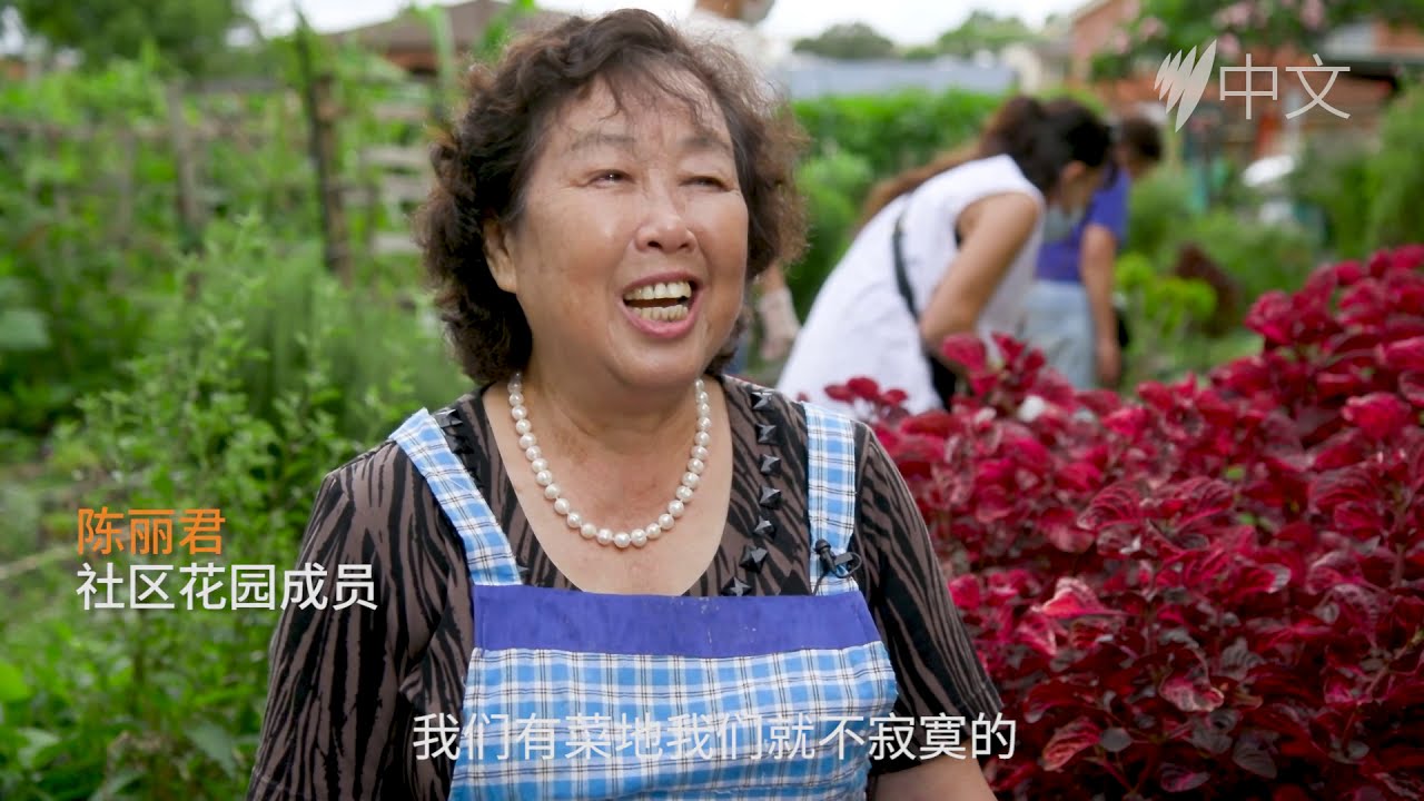 澳洲移民不寂寞：悉尼好事围社区花园种菜乐趣无穷 | 故事 | SBS中文