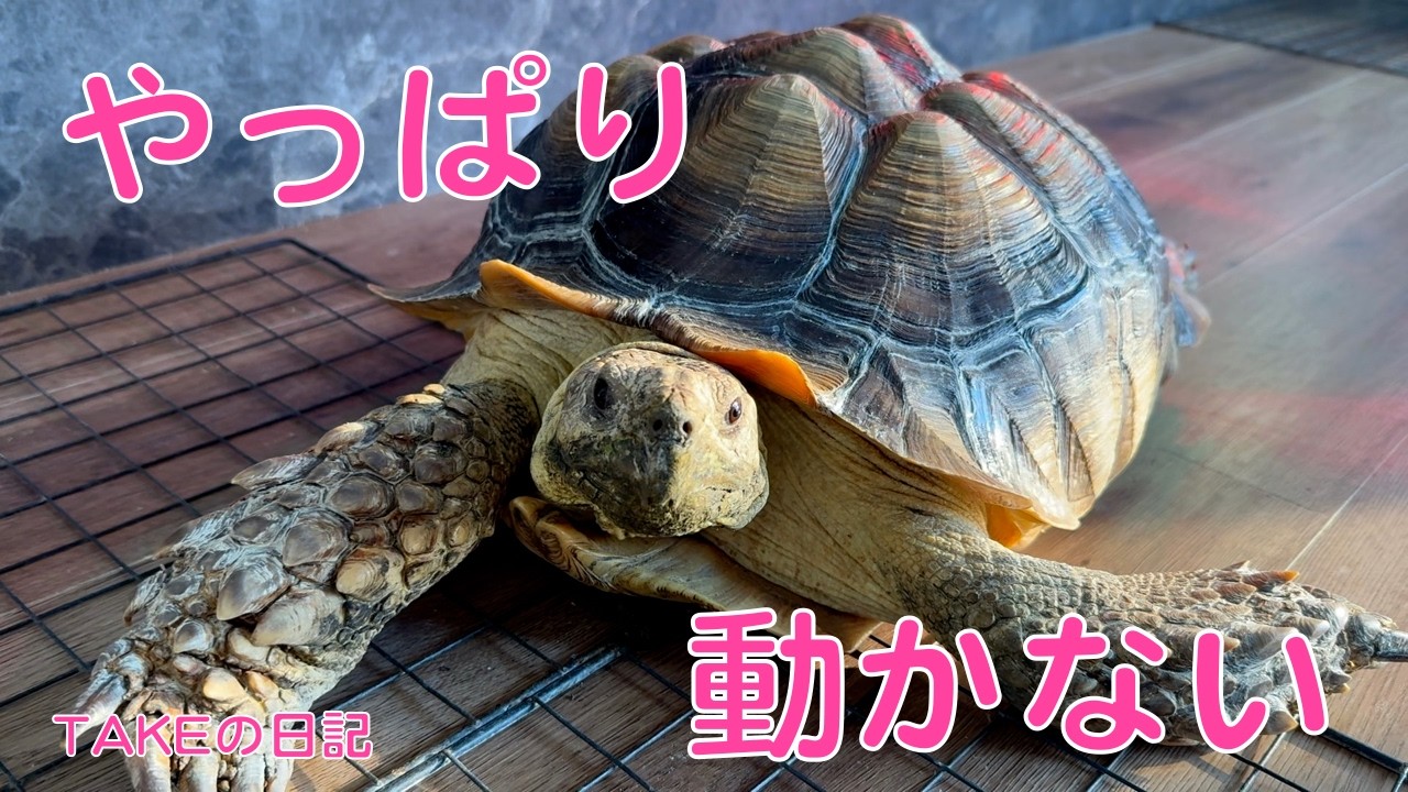 動かないケズ君！！