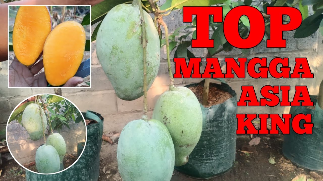 mangga  besar   super  genjah   ( ASIA KING  )