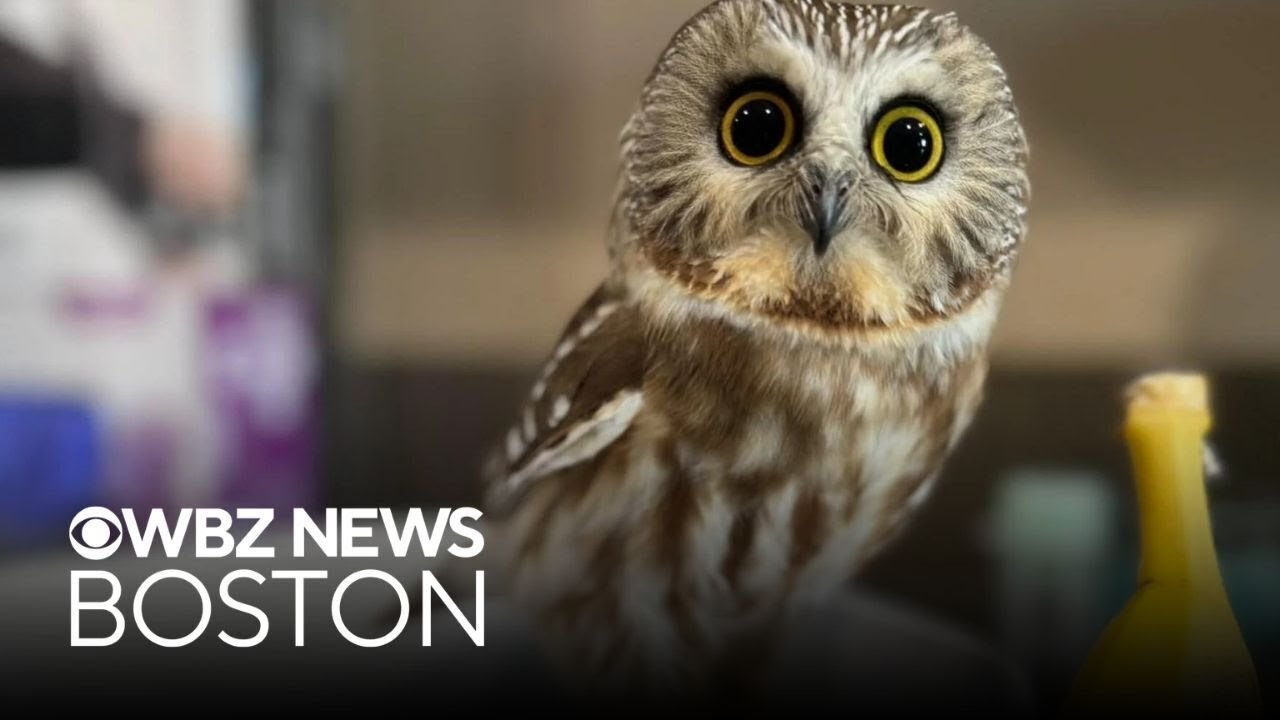 Adorable owl rescued from driveway in Medford, Massachusetts and becomes social media star