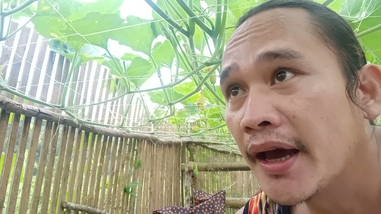 Paano magtanim ng kalabasa na hindi nakagapang sa lupa