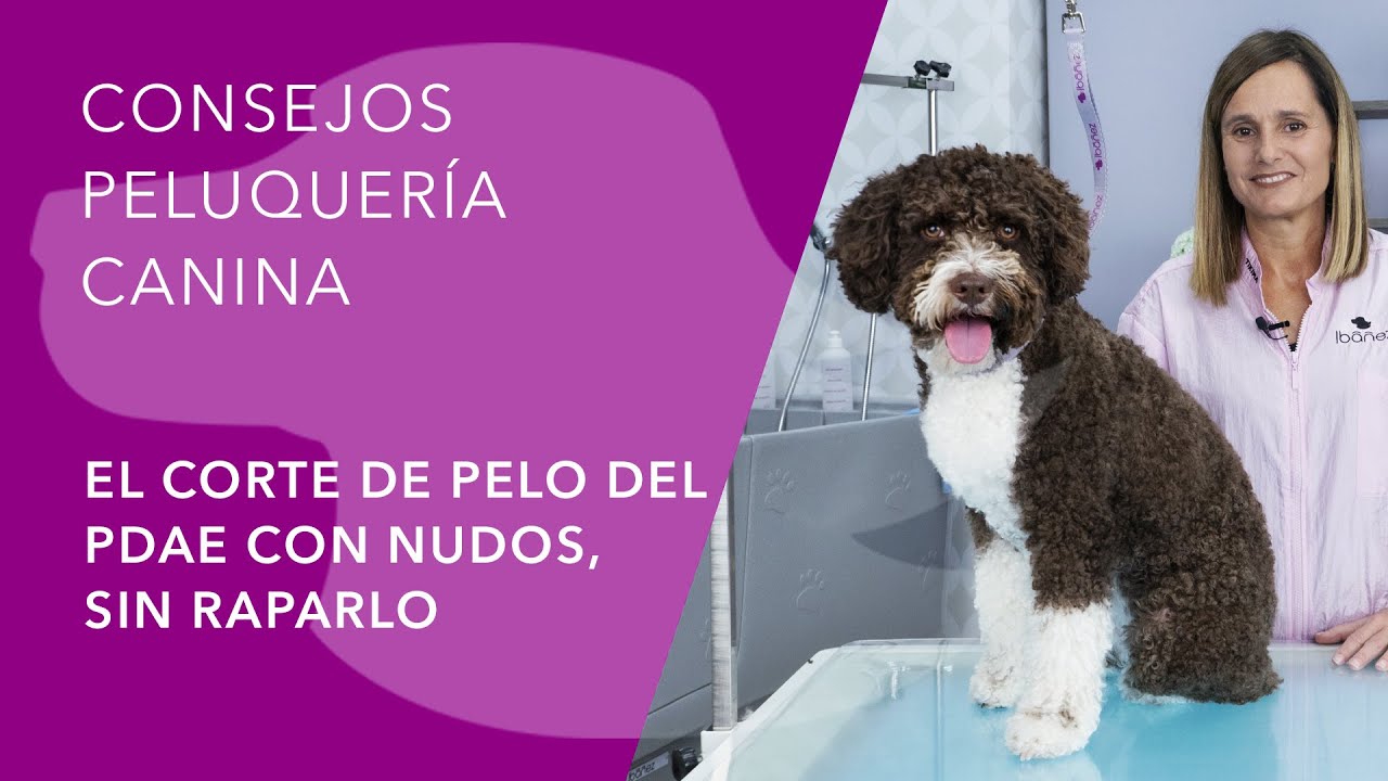 PERRO DE AGUA ESPAÑOL (PDAE) - EL CORTE DE PELO CON NUDOS, SIN RAPARLO.