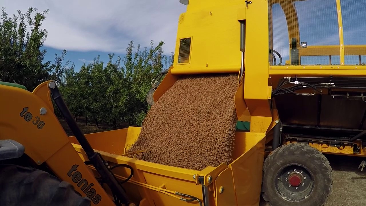 Almond harvester Ten&iacute;as