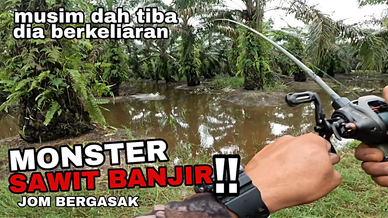 Casting haruan !! Haruan besar sawit banjir.. bergasak haruan di kebun sawit banjir.
