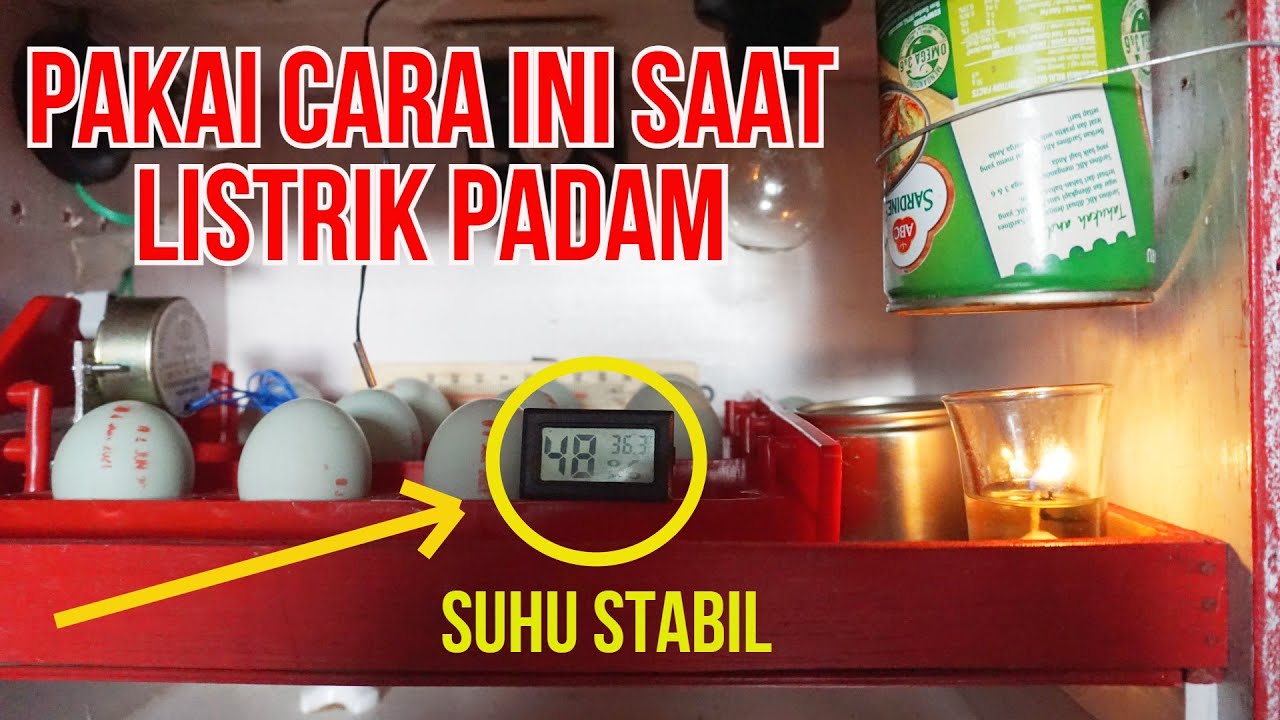 WAJIB sedia ini jika LISTRIK PADAM Saat Menetaskan Telur – Mati Listrik Saat Menetaskan Telur