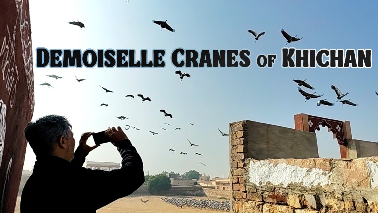 Demoiselle Cranes of Khichan | खीचन के कुरजा