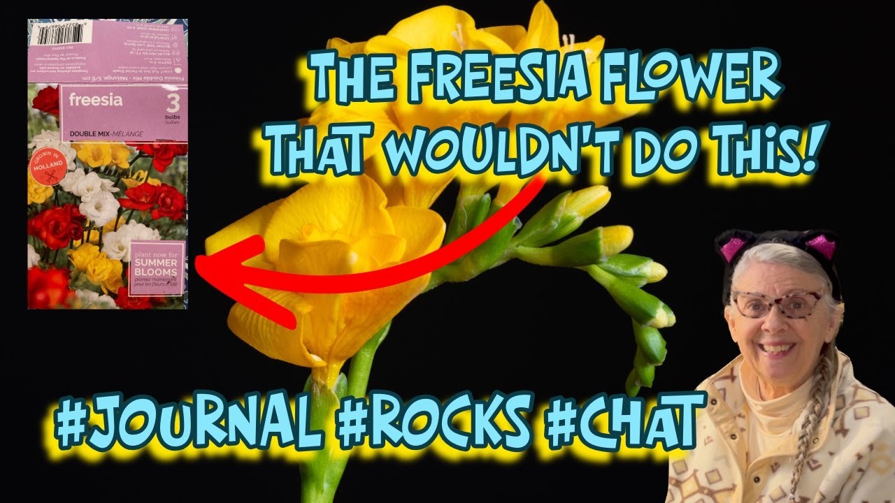Just Journaling: THE SAGA OF THE DOLLAR TREE FREESIA CORMS!