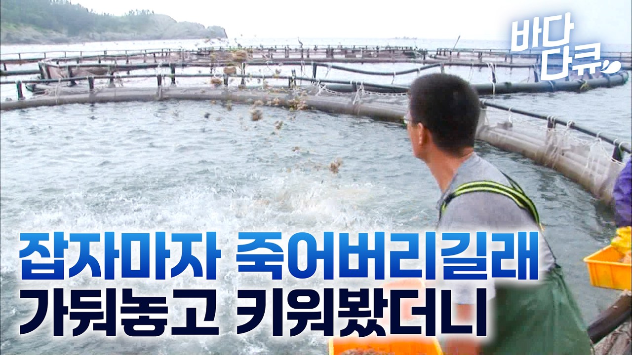잡자마자 죽는 성질 급한 생선. 가두리에 3만 마리 가둬놓고 키워봤더니 / 고등어 양식장 작업자들이 고등어 대신 방어를 먹는 이유 / 국내 최초의 참다랑어 어장 / #바다다큐