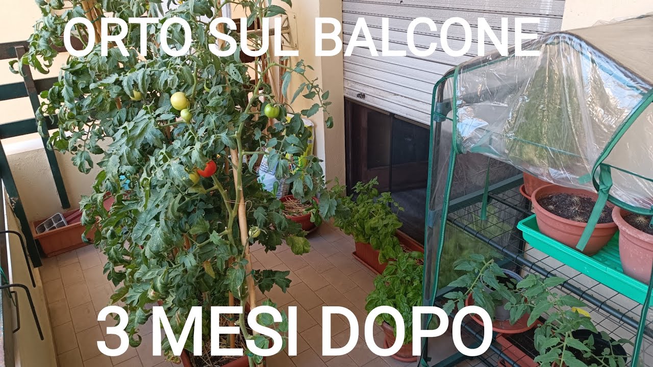 ORTO SUL BALCONE! Cosa è cambiato rispetto a 3 mesi fa?