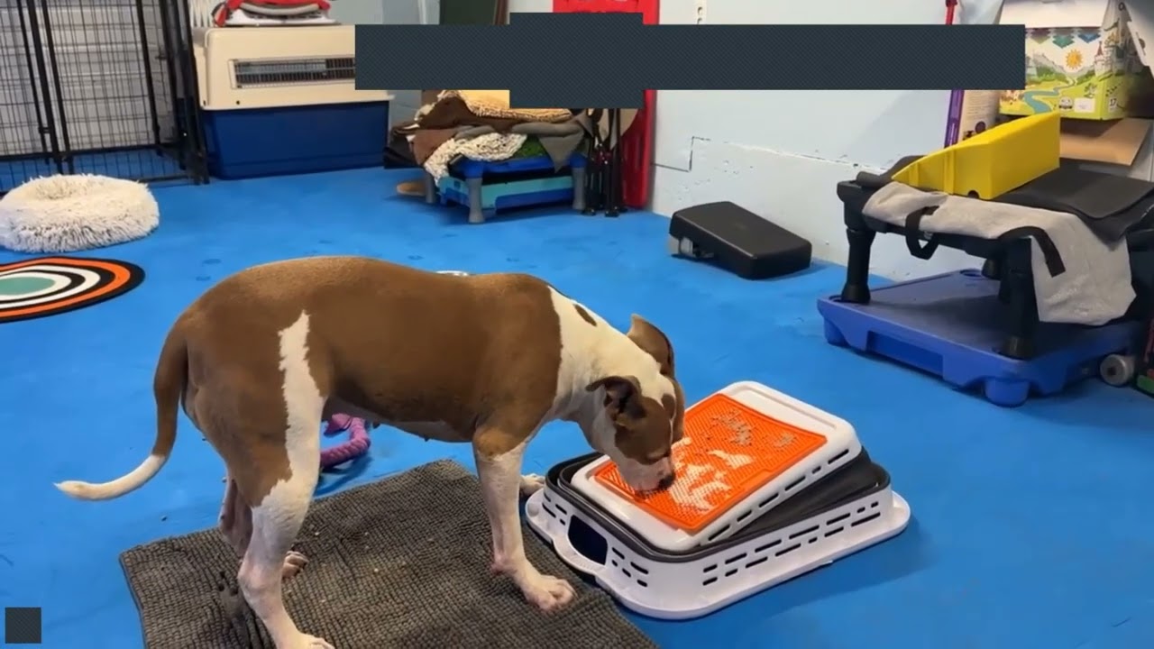 Lola PItbull zoom