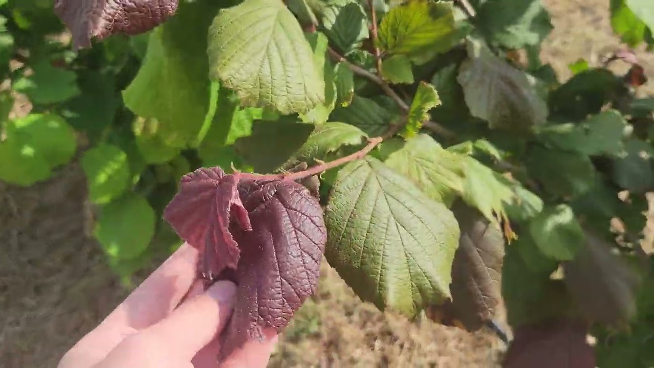 Фундук Трапезунд. Загруженность урожаем.