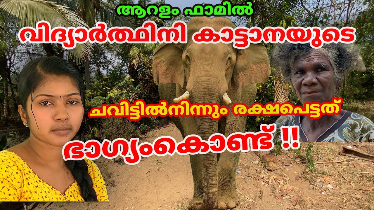 ആറളം ഫാമിൽ വിദ്യാർത്ഥിനി കാട്ടാനയുടെ ചവിട്ടിൽനിന്നും രക്ഷപെട്ടത് ഭാഗ്യംകൊണ്ട്  #elephant #aralam