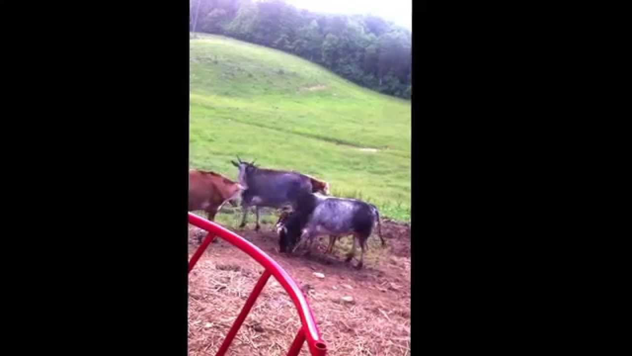 Barney the Zebu Bull