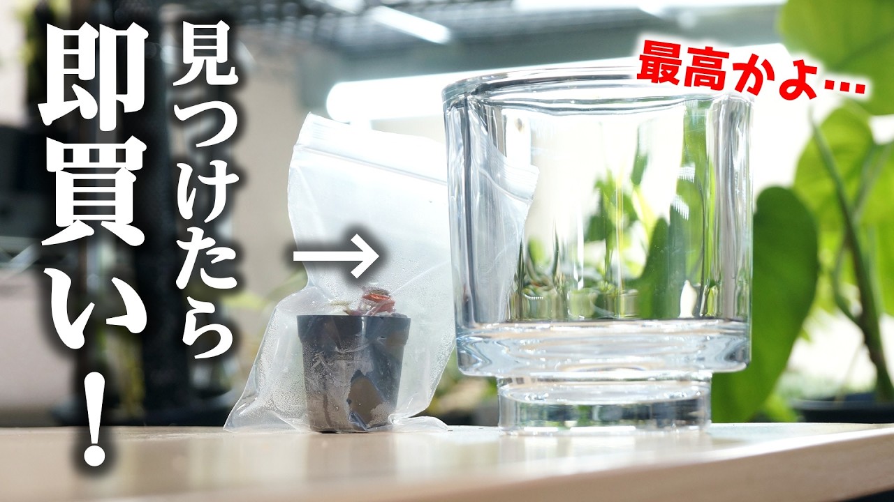 ダイソー系列の神商品！”今すぐ園芸用で出して欲しい”高見えガラスがこちら♪【観葉植物テラリウム】