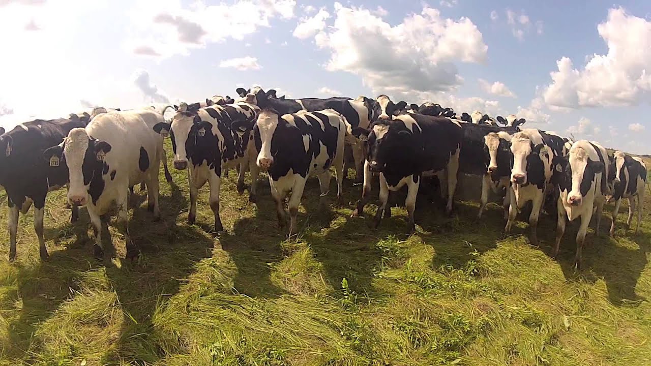 Milking 2012 - Dairy Farming in Canada