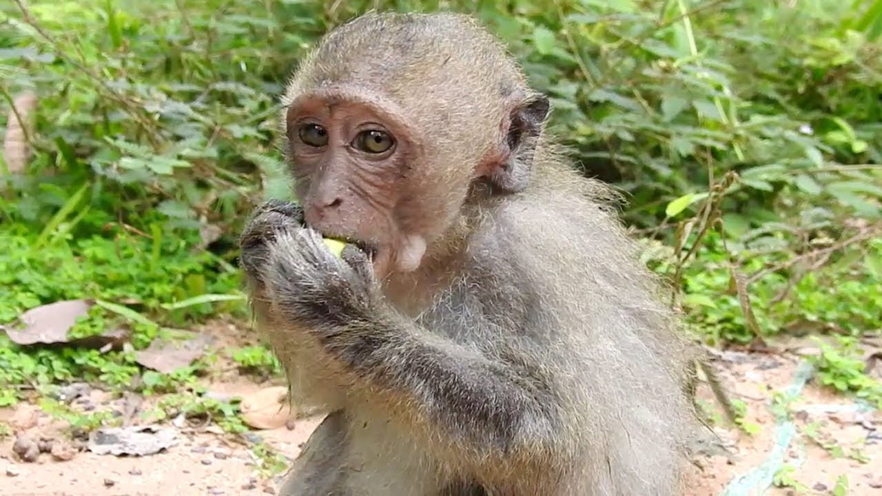 Poor Baby Monkey Eating Lotus Fruit After Swim