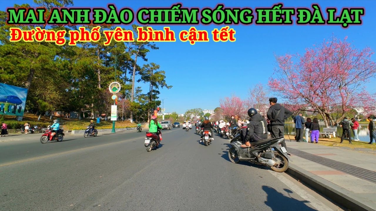 HOA MAI ANH ĐÀO NHUỘM HỒNG CHIẾM SÓNG HẾT ĐÀ LẠT