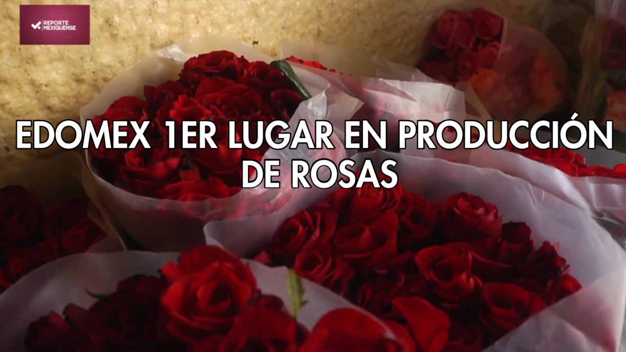 EDOMEX 1er Lugar en producción de rosas