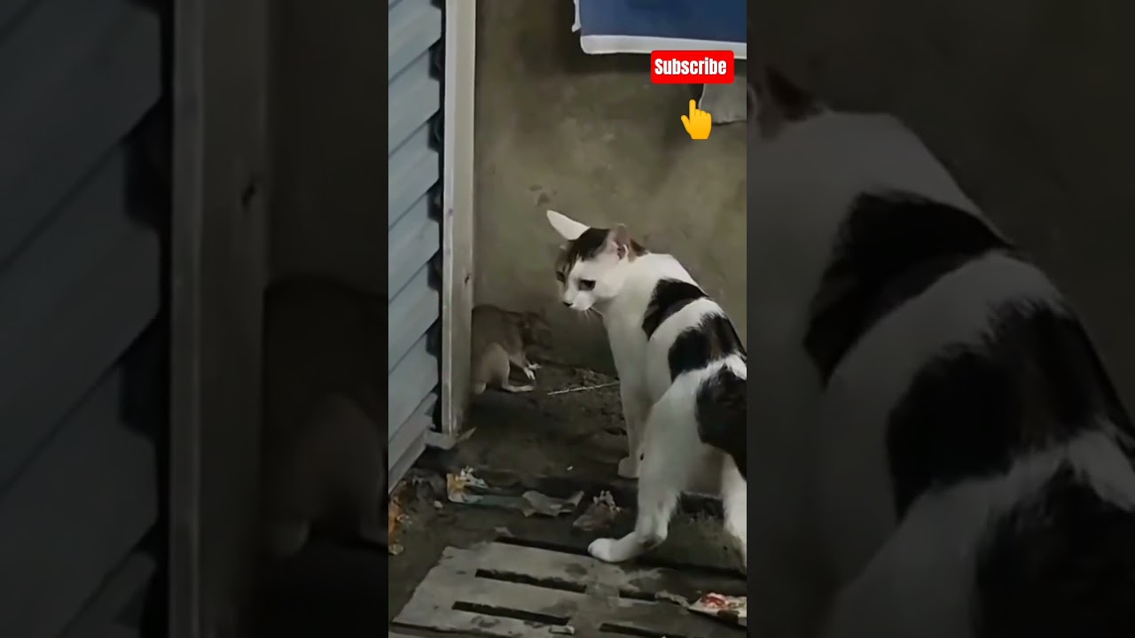 Dapat teman bermain 🤣 