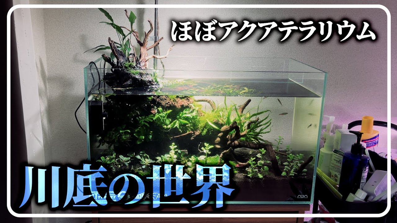 アクアテラリム 立ち上げから２ヶ月半後まで【60cm水槽】