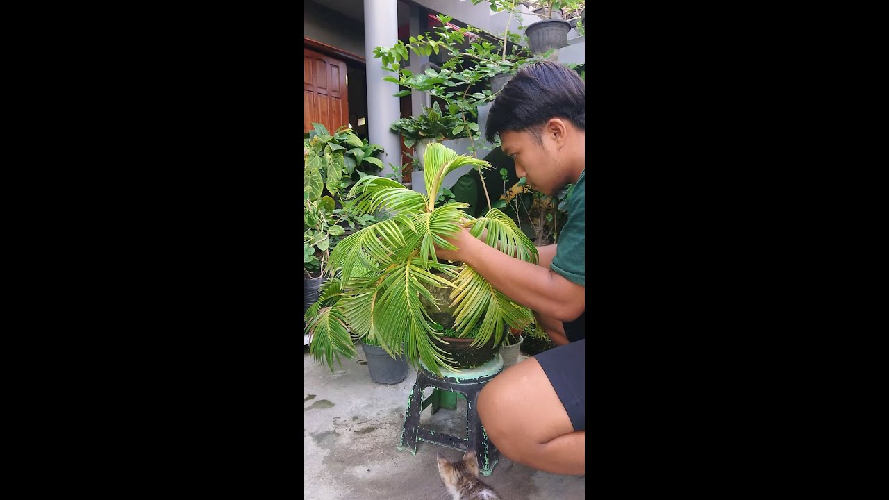MUDAH !! SEPERTI INI CARA MERAWAT BONSAI KELAPA AGAR KERDIL
