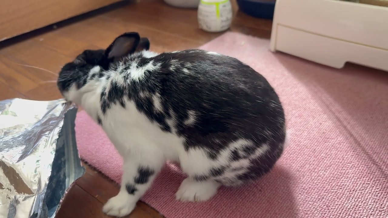 2026年2月17日 自由気ままに過ごすやんちゃうさぎ🐰