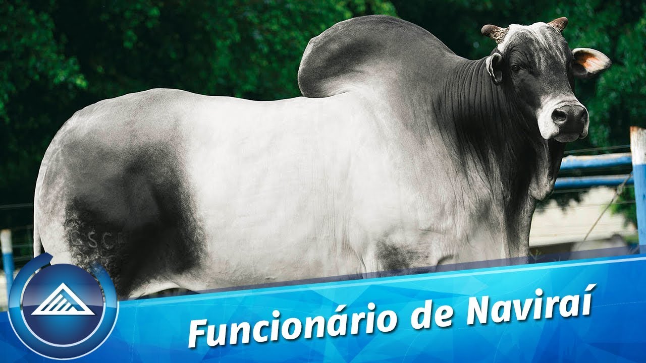 Funcionário de Naviraí