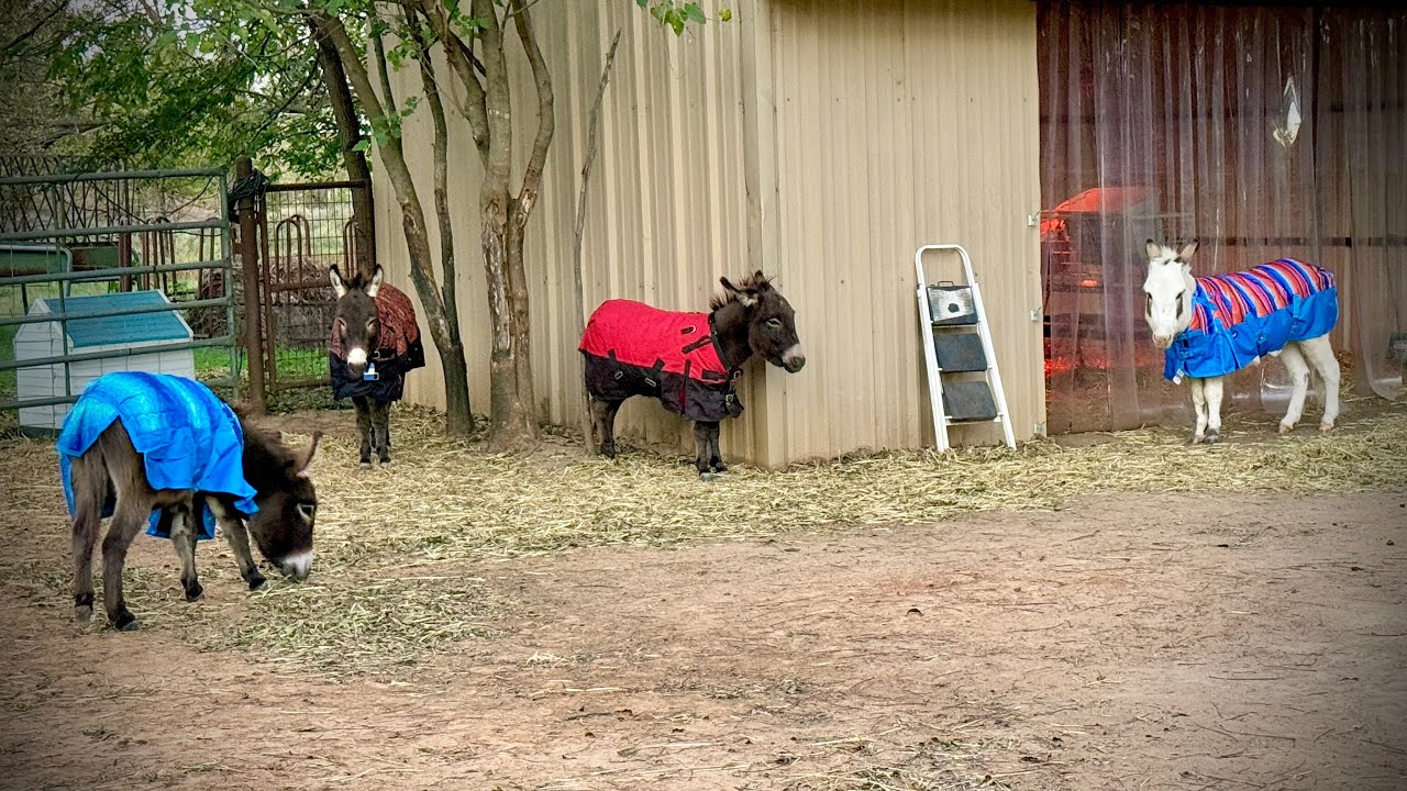 Helping miniature donkeys brace for winter weather