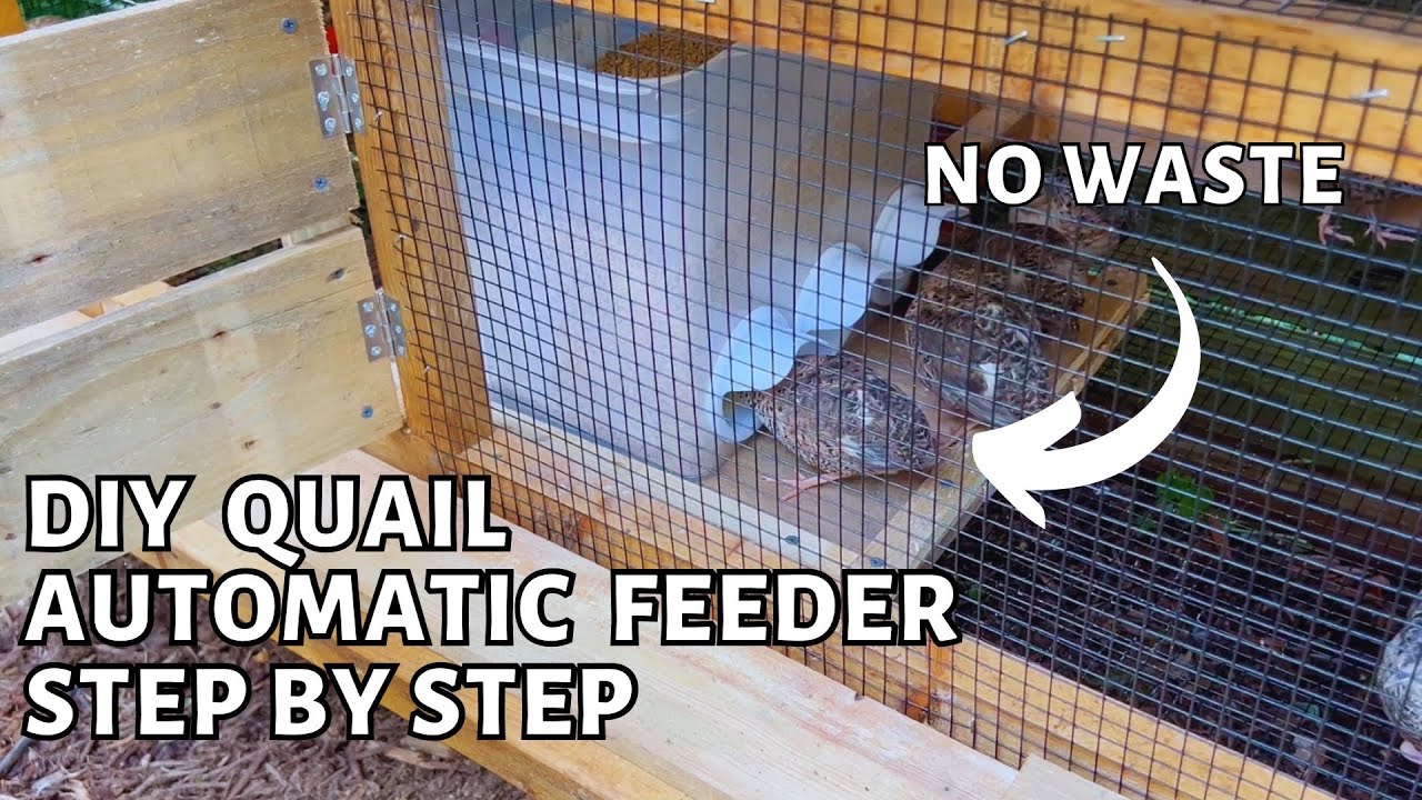 how to make simple easy quail automatic food feeder with step by step