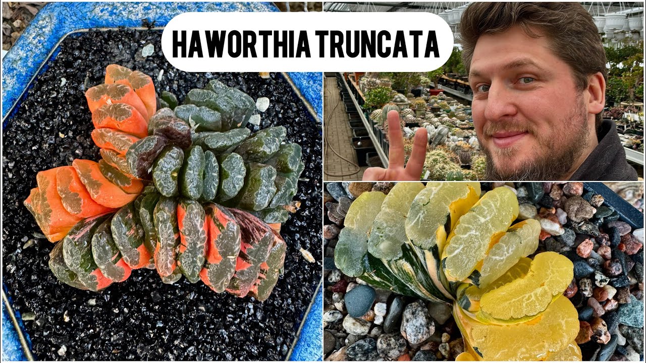 Хавортия трунката Haworthia truncata variegata