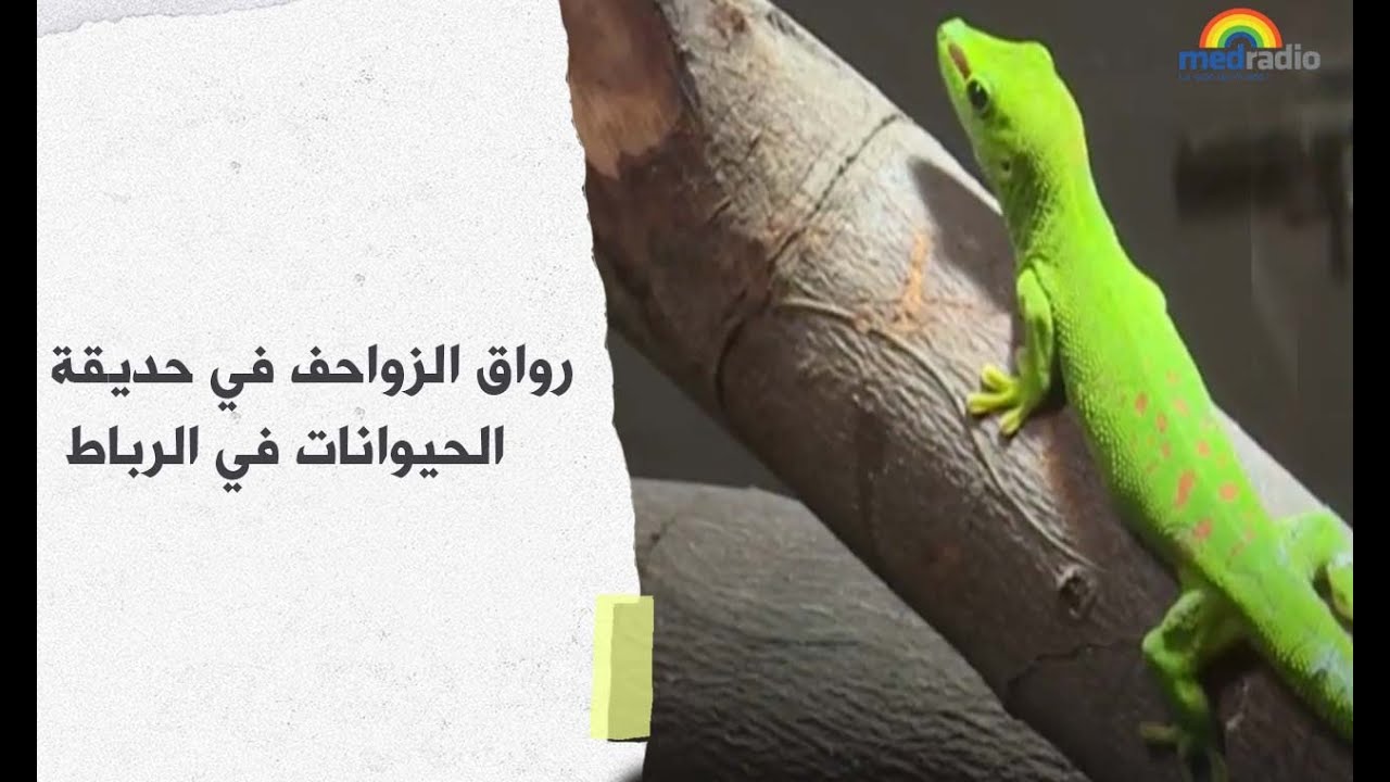 رواق الزواحف في حديقة الحيوانات في الرباط