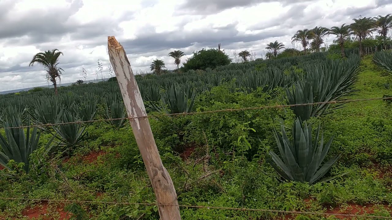 Sisal: a cultura que está revolucionando o semiárido baiano 🏜️💪