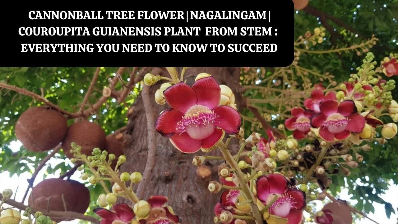 Cannonball Tree | Nagalingam | Couroupita guianensis Plant  from stem : Everything You Need
