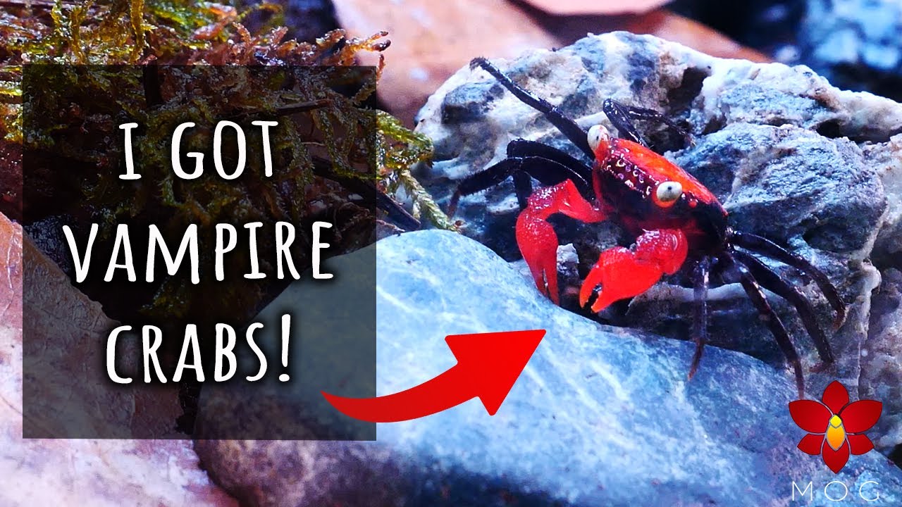 Делаем нанопалюдариум для крабов-вампиров! 🧛‍♂️🦀