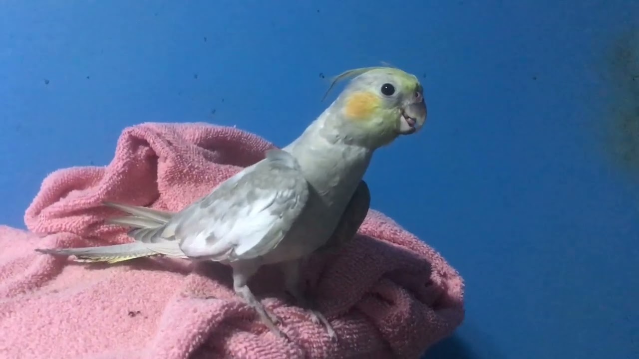 1st Video Talking my Baby Cockatiel #trending #cockatiel | Kuya JLM