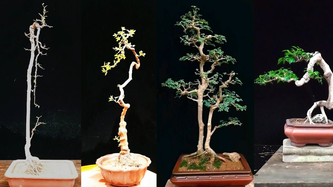 Loạt Bonsai dáng cao tham khảo