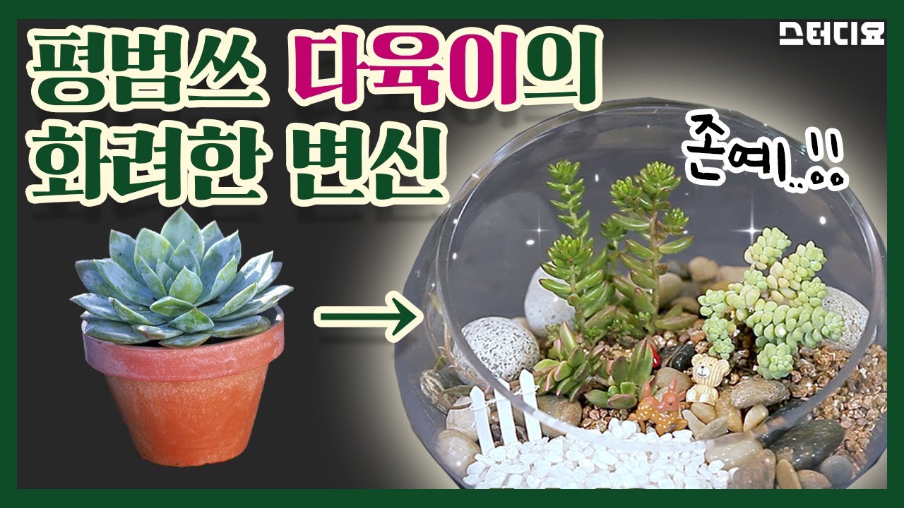 [인생꽃집] 다육이의 화려한 변신...! 작기만 하던 내가 아냐! ㅣ10화 ㅣ원데이클래스
