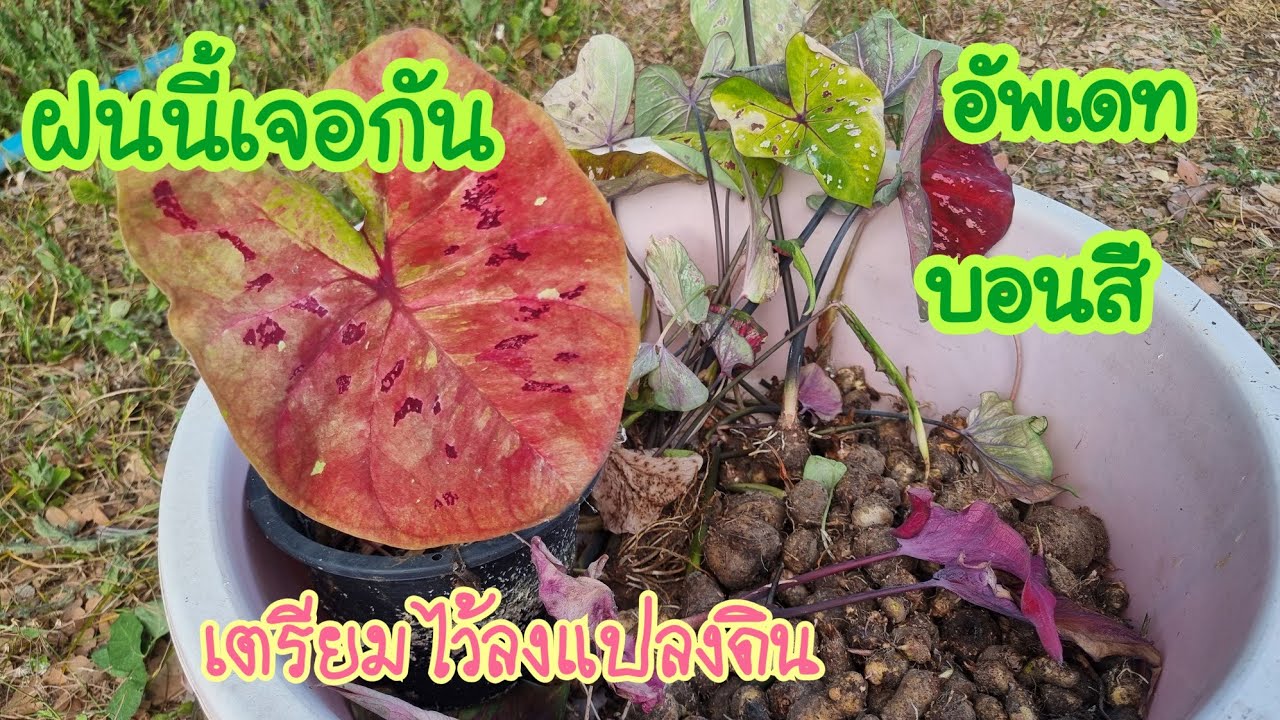 อัพเดทบอนสีที่สวน เตรียมหัวไว้ลงแปลงปลูกหน้าฝน