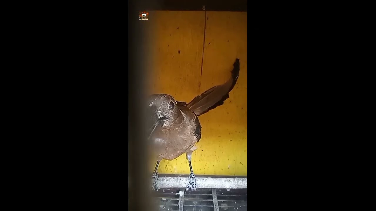 Burung Pentet Raja/Tangkur Uli