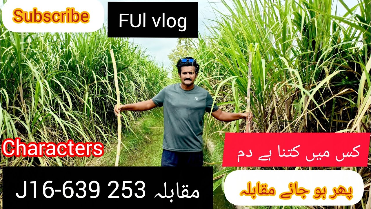 Kamad ki 2 variety 👉253 muqabla👉j16-639 Which one is best😮زمیندار طبقہ ✌My Vlog