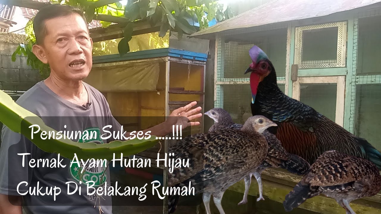 Memanfaatkan Lahan Sempit Belakang Rumah Bapak Ini Sukses Ternak Ayam Hutan Hijau Jawa