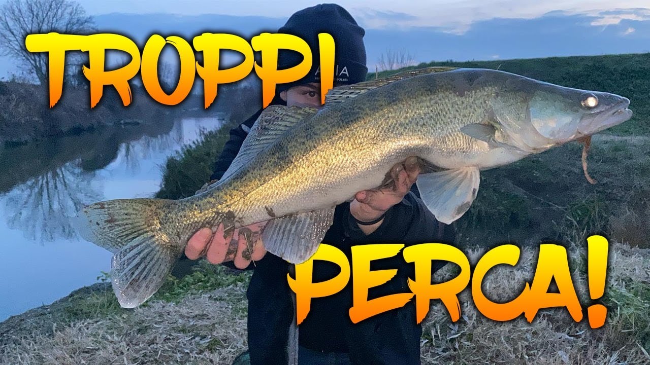 La mia MIGLIOR PESCATA al LUCIOPERCA! - Spinning - TZ Fishing