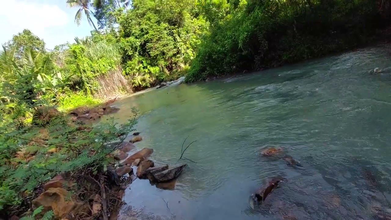 100 HA jual murah hanya 16 ribu per meter Area di kelilingi sungai besar Hubungi Kamdani 085613O4546