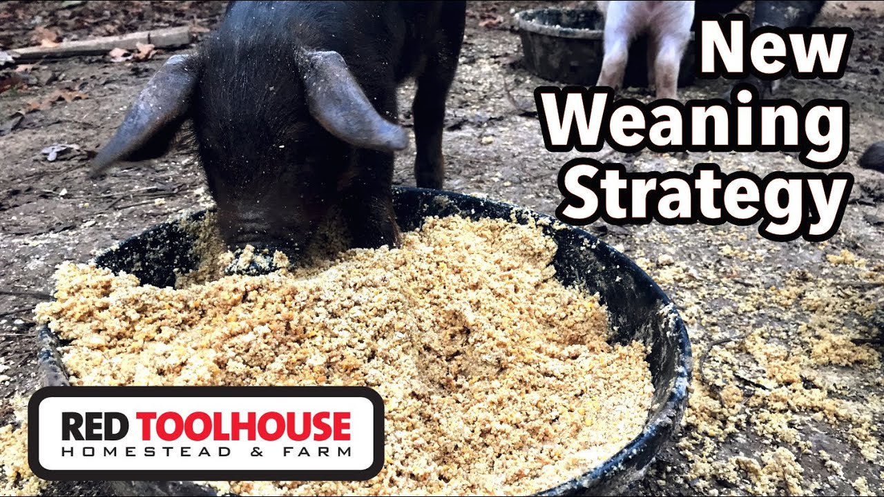 Piglet Updates and our NEW Weaning Plan