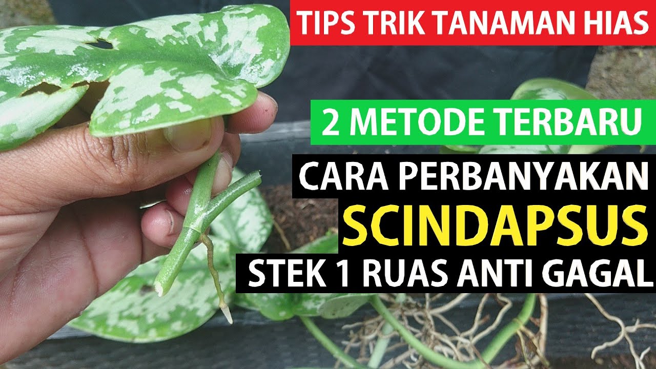 #98 Tips Trik Tanaman Hias, 2 METODE Cara Perbanyakan SCINDAPSUS !! Stek 1 Ruas Anti Gagal !!
