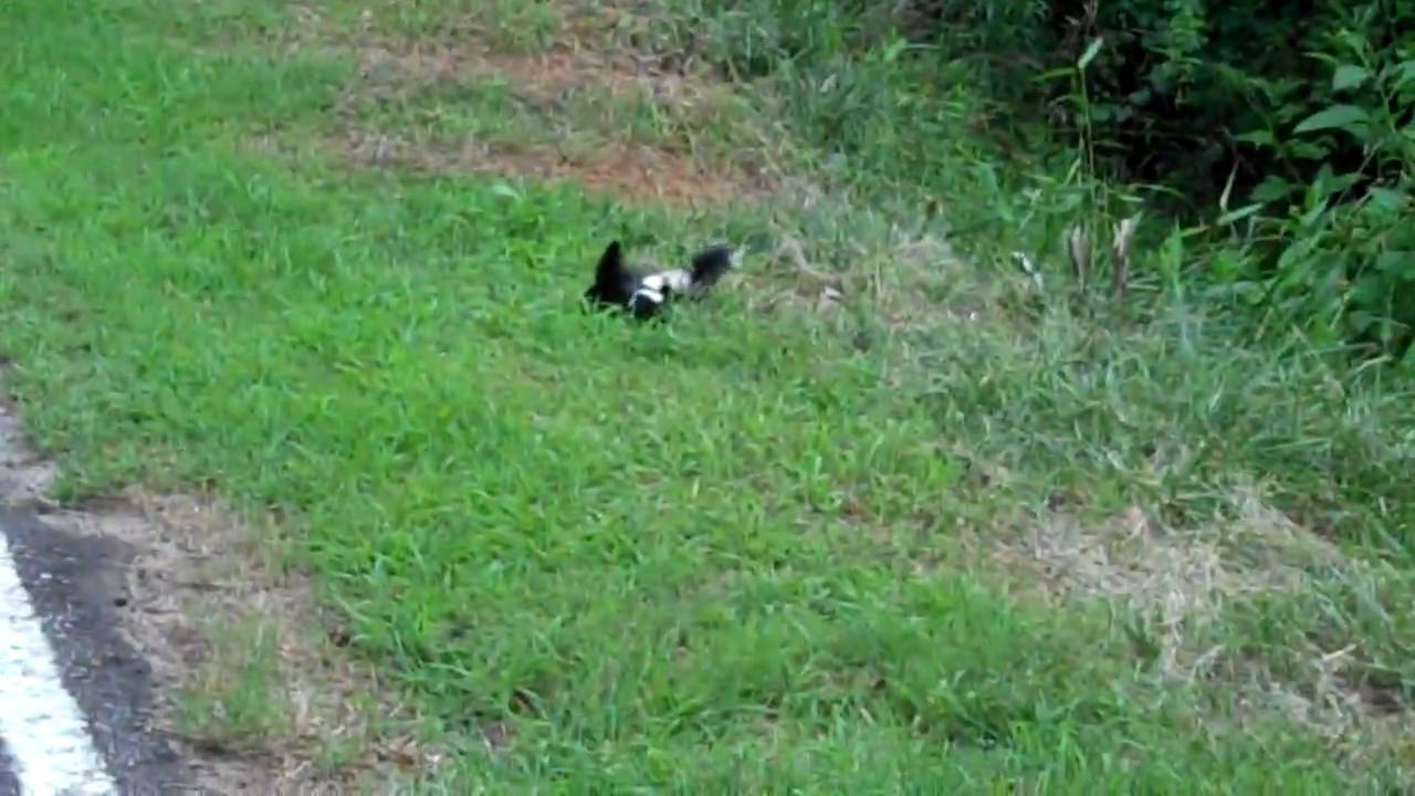 Baby skunks on the roadside (BOY, GLAD MAMA HAD ALREADY CROSSED!)