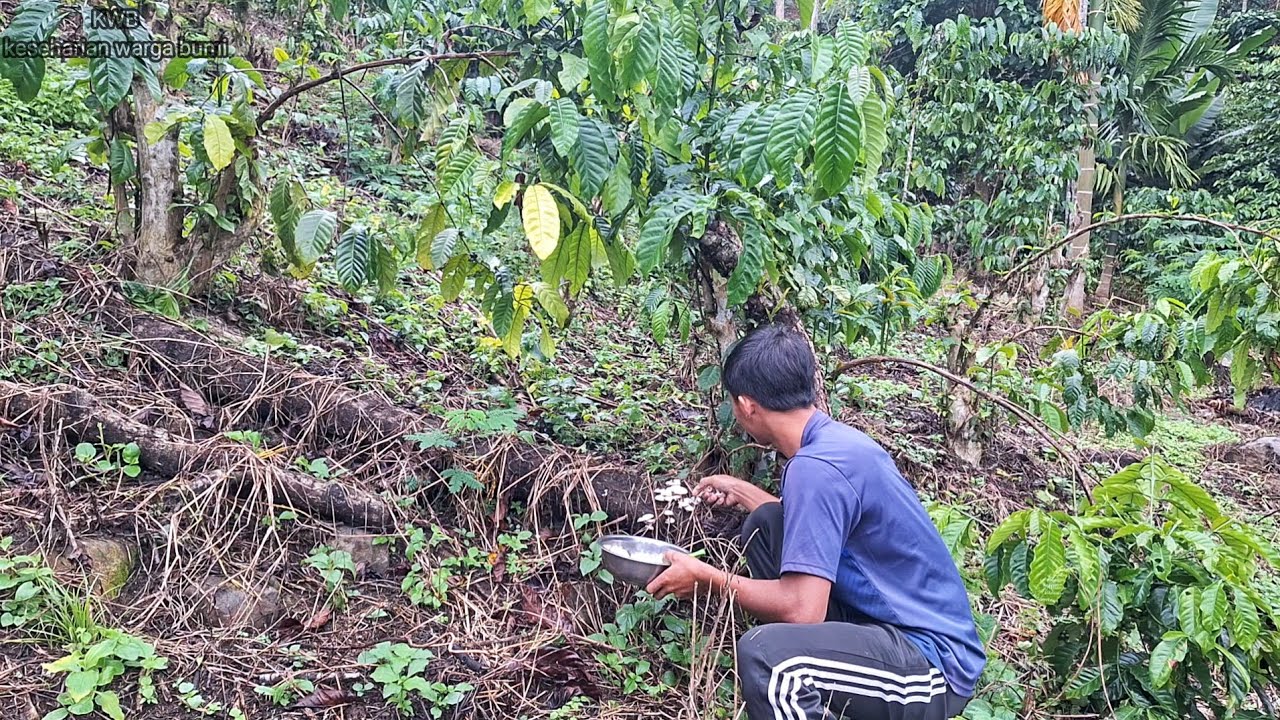 Hari Ini Habis Hujan, Aku Ambil Jamur, Untuk Menu Makan Sahur Dan Buka Puasa