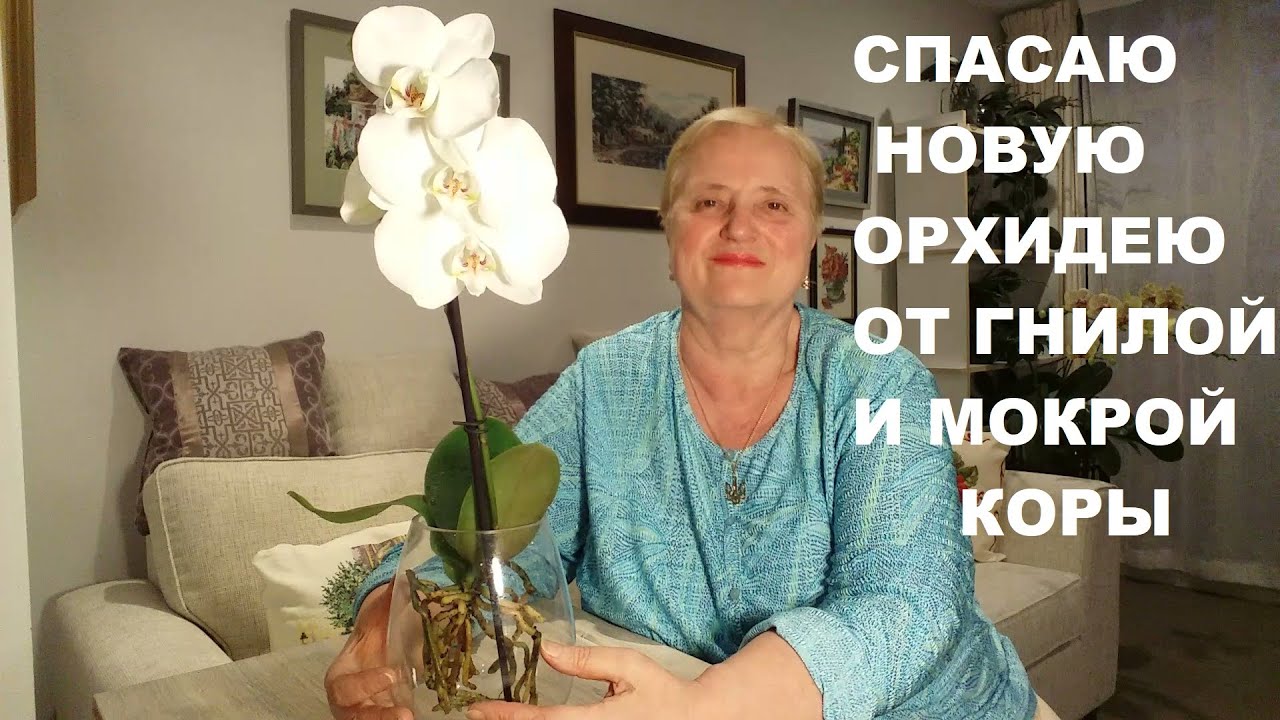 СПАСАЮ НОВУЮ ОРХИДЕЮ 