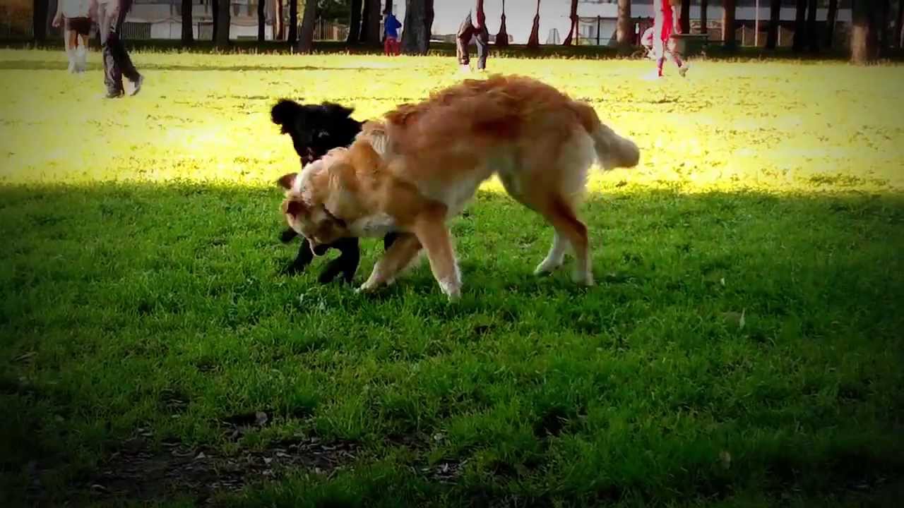 Flat Coated Retriever Vs Golden Retriever !!
